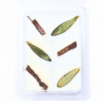 Cedarwood & Tea Tree | Essential Oil | Wax Melts