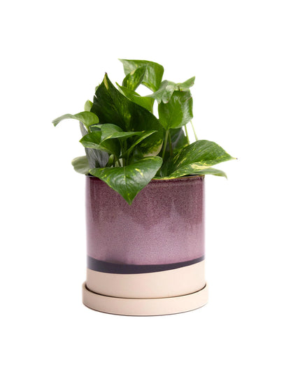Burgundy Ceramic Plant Pot and Saucer