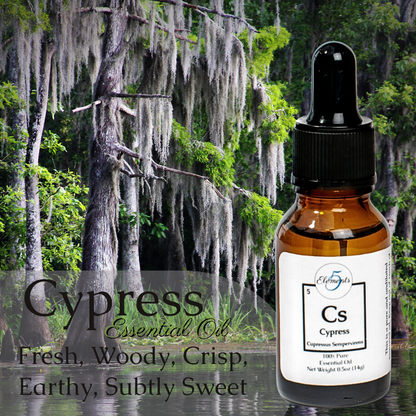 Cypress | Essential Oil | Cupressus Sempervirens