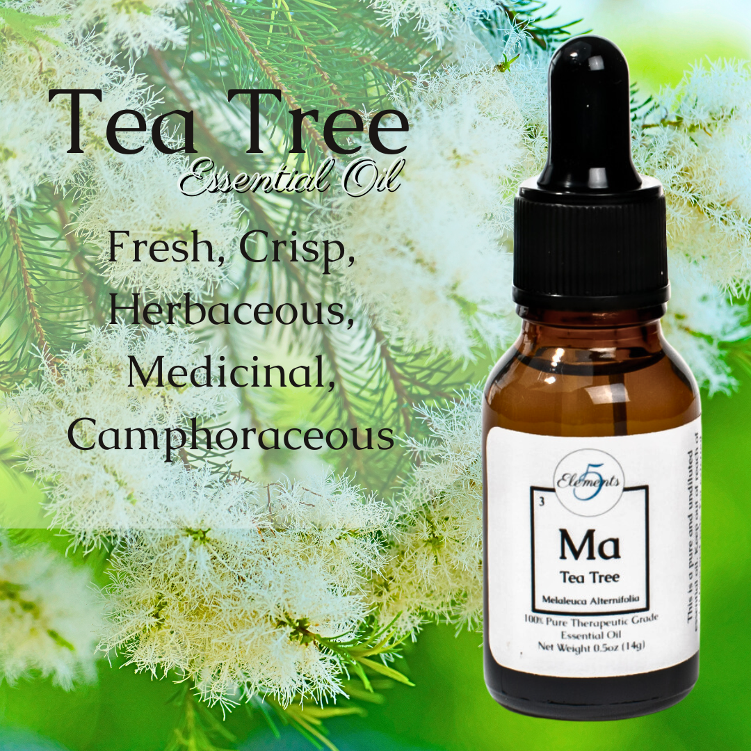 Tea Tree | Essential Oil | Melaleuca Alternifolia